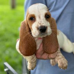Angelica - Red and white female Basset Hound puppy in Oronogo, Missouri from Dutton's Show Me Farms