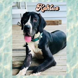 Kahlua - Black female Great Dane puppy in Gonzales, Louisiana from Anstatt House Of Danes