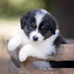 Black Tri Female - Black tri-color female Australian Shepherd puppy in Elkton, Tennessee from Riverlook Australian Shepherds