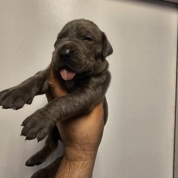 Boy 3 - Gray Cane Corso puppy in Lakeland, Florida from LunaLinks Cane Corsos