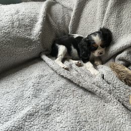 Oreo - Tri-color female Cavalier King Charles Spaniel puppy in Normangee, Texas from Country Candy Cavaliers