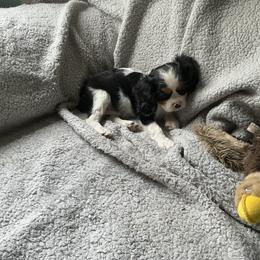 Oreo - Tri-color female Cavalier King Charles Spaniel puppy in Normangee, Texas from Country Candy Cavaliers
