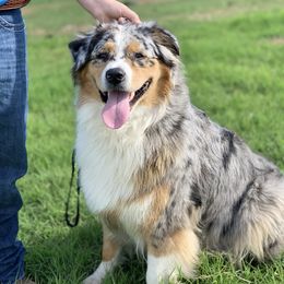 Australian Shepherd All Grown Up from Kade’s Stock Dogs