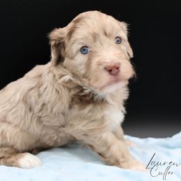 Ron - Chocolate male Havapoo puppy in Hendersonville, North Carolina from Grayfinn House