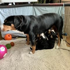 Entlebucher Mountain Dog Puppies from Ironclad