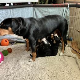 Entlebucher Mountain Dog Puppies from Ironclad