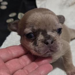 Judge - Tricolors male French Bulldog puppy in Cabool, Missouri from Shannon French Bulldogs