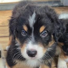 Huckleberry - Black tri-color male Australian Shepherd puppy in Colorado from Firestone Australian Shepherds