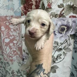 Anna - Cream female Dachshund puppy in Chicago, Illinois from A&M Dachshund Den
