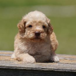 A Litter Boy 1 - Orange male Lagotto Romagnolo puppy in Seymour, Missouri from Terra Incognita