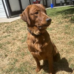 Duke - Golden Retriever