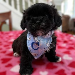 Boots - Black and white male Shihpoo puppy in Whitehall 18052, Pennsylvania from Lilli’s Shih tzus and Shih poos