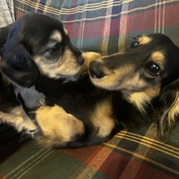 AKC Black and Cream male 1 - Black and cream male Dachshund puppy in Tazewell, Virginia from Appalachian Dachshunds