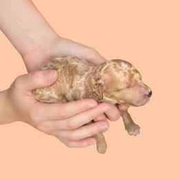 Tony Stark - Apricot male Goldendoodle puppy in Milton, Florida from Sutton Place Doodles