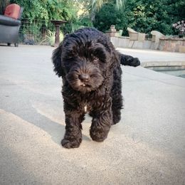 Australian Labradoodle and Goldendoodle Puppies from Sharper Doodles