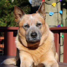 Nuli - Australian Cattle Dog