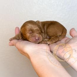 Colby - Red  male Goldendoodle puppy in Murrieta, California from Apricot Poodles & Goldendoodles, LLC