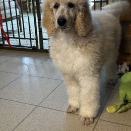 Pembroke Welsh Corgi and Poodle Puppies from Blue Diamond Kennel