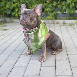 Jessica - Fawn brindle and white female French Bulldog puppy in Miami, Oklahoma from Destiny Jones