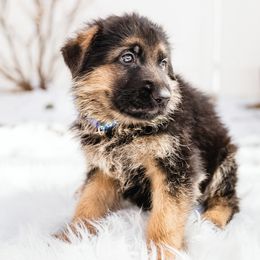 German Shepherd Puppies from Highland German Shepherds