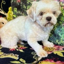 Grouper - Shih Tzu