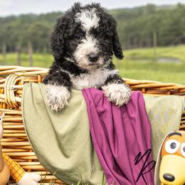 Buzz - Black and white male Sheepadoodle puppy in Lumberton, Mississippi from Doris’ Darlin Doxies & Doodles
