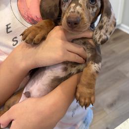 Boy 2 - Dapple male Dachshund puppy in Clarksville, Tennessee from Little Long Weens
