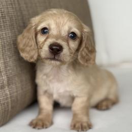 Holden - Cream male Dachshund puppy in Bentonville, Arkansas from Boujee Buns Dachshunds