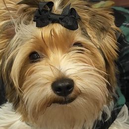 Yorkshire Terriers from Amy's Yorkshire Terriers