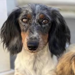 Fergie - Dachshund