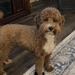 Naomi - Goldendoodle