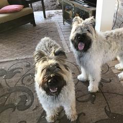 Bouvier des Flandres Puppies from Seasons of Joy Farm and Ranch