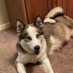 Dancer - Yakutian Laika