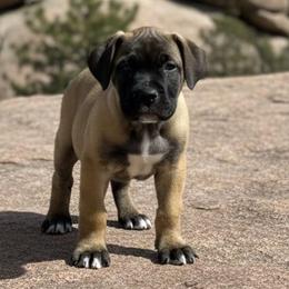 Mr. Freeze - Brown male Boerboel puppy in Laramie, Wyoming from Standing Stone Boerboels
