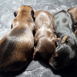 Yorkshire Terriers from Yorkies of Color