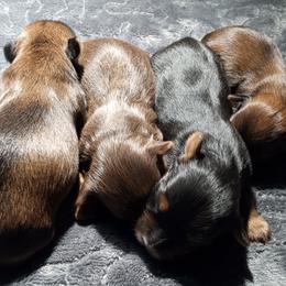 Yorkshire Terriers from Yorkies of Color