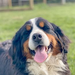 BELLA - Bernese Mountain Dog