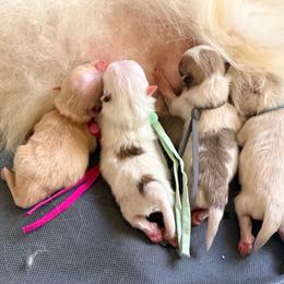 Chanel (Hot Pink) - Cream female Pomeranian puppy in Santa Ana,Ontario, California from Uniquepombabies
