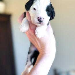 4Ever - female Australian Mountain Doodle puppy in Iowa from Burkhart Family Puppies