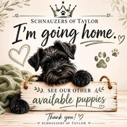 Freedom and Midnight Curly - Black male Schnoodle puppy in Temple, Texas from Schnauzers Of Taylor
