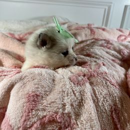 Female 2 - Merle female Pomsky puppy in Leesburg, Virginia from Capital Pomsky