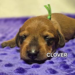 Coming soon - Red male Dachshund puppy in Blair, Oklahoma from North Fork Doxies-Okla