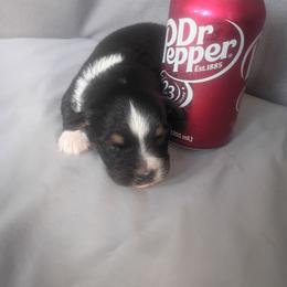 Astra - Black tri female Toy Australian Shepherd puppy in Humansville, Missouri from Tater Tot aussies