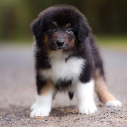 Grumpy - Black tri-color male Australian Shepherd puppy in Georgetown, Texas from River Reign Australian Shepherds