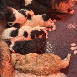 Abstract Parti 2 - Black and white female Bernedoodle puppy in Petersburg, Michigan from Brittany’s Mini Bernedoodles