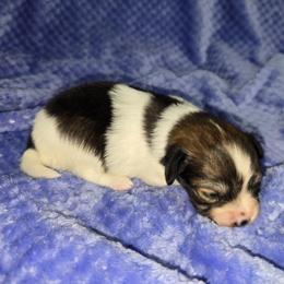 Christine - Red white and sable female Papillon puppy in Hollister, Missouri from Swan Creek Kennel