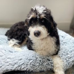 Piper - Bernedoodle