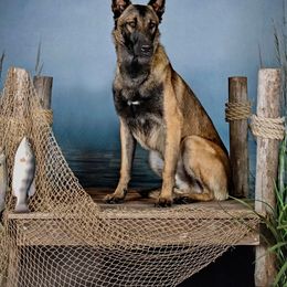 Belgian Malinois All Grown Up from Stellar Malinois