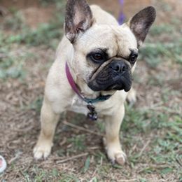 Delilah - French Bulldog