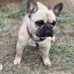 Delilah - French Bulldog